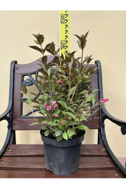 Вейгела квітуча Нана Пурпуреа  - 3л/вис.30-50см/Ø20-30см